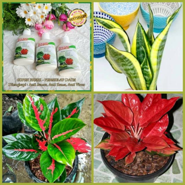 KILAP Leaf Shine Pengkilap daun Aglonema Sansivera Kuping Gajah