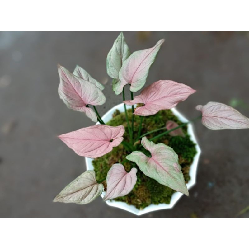 Syngonium Pink Perfection - ( Minyak )