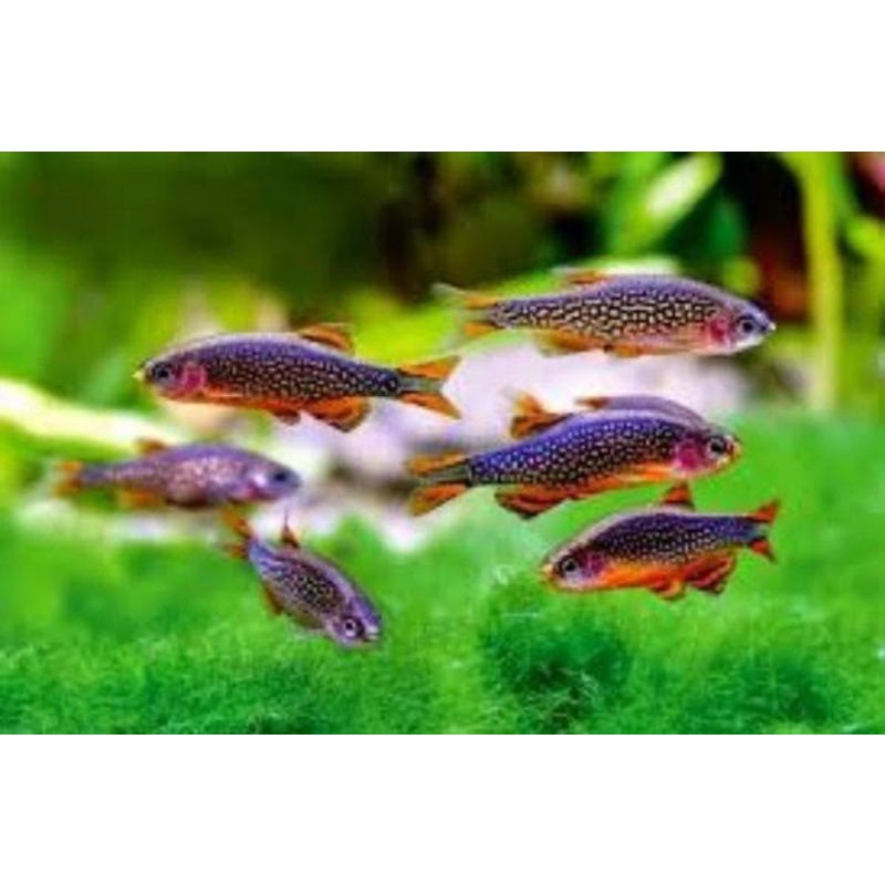 Rasbora Galaxy