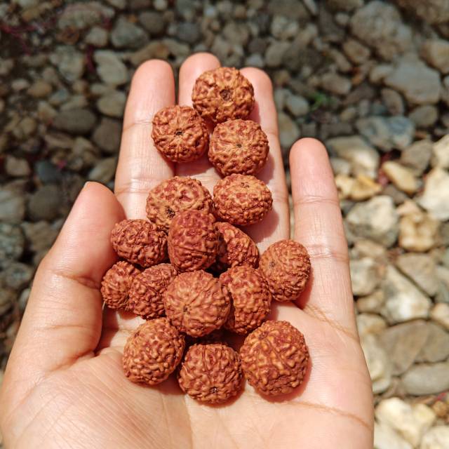 Jenitri mukhi 9 rudraksha