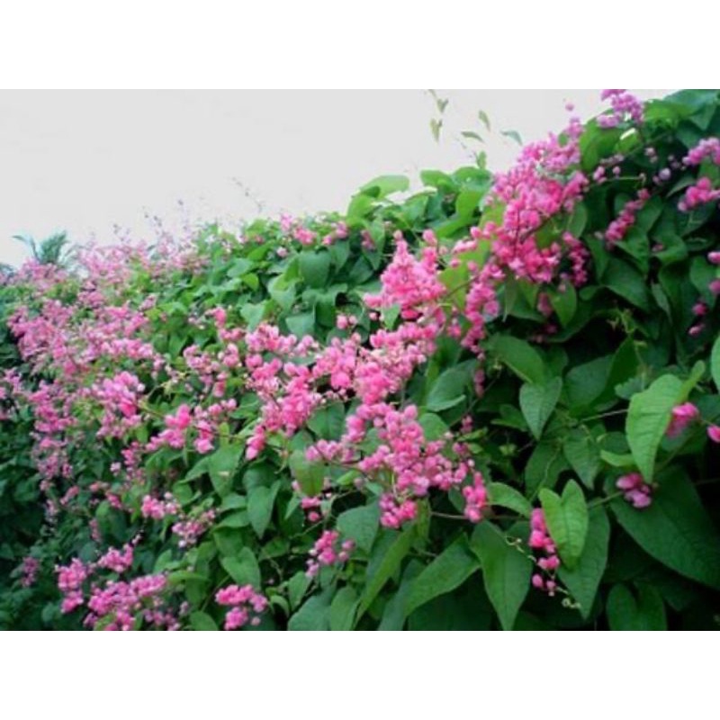 bibit bunga Air Mata Penganti / AMP