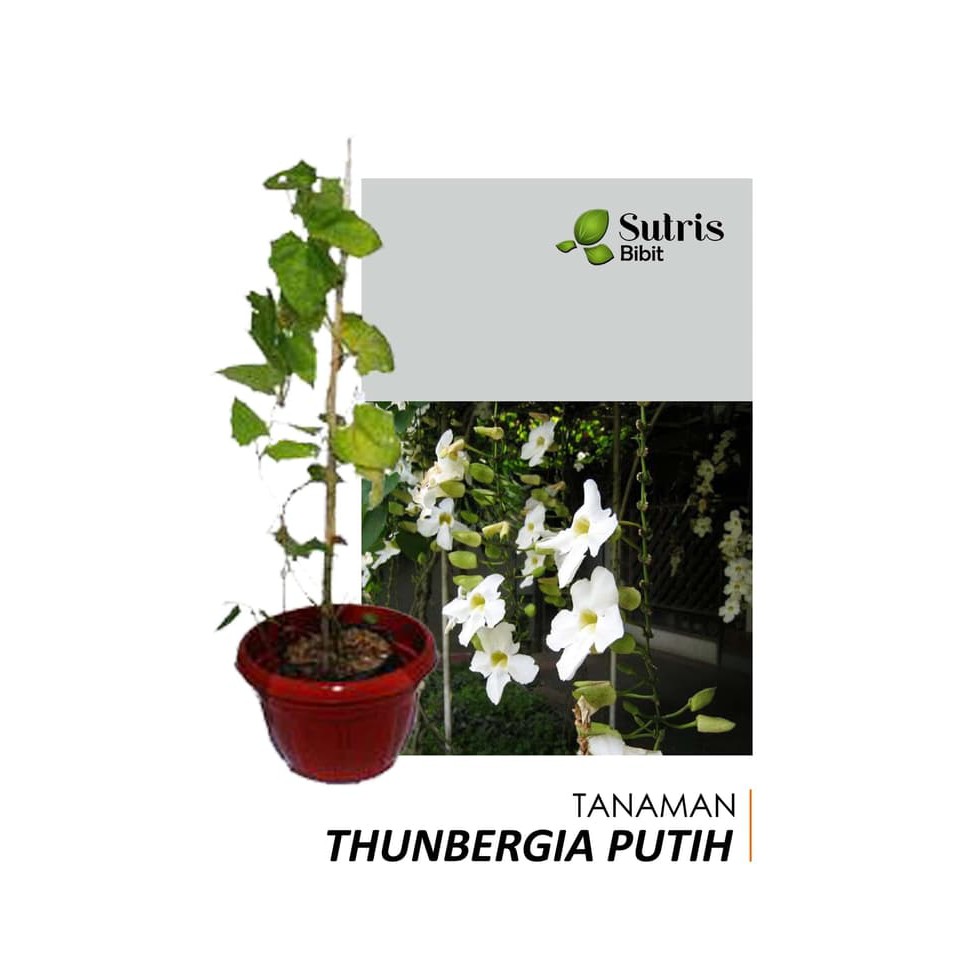 Bibit Tanaman Bunga Rambat Thunbergia Putih