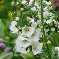 Benih Bibit Biji - Bunga Verbascum Flush of White Flower Seeds - IMPORT