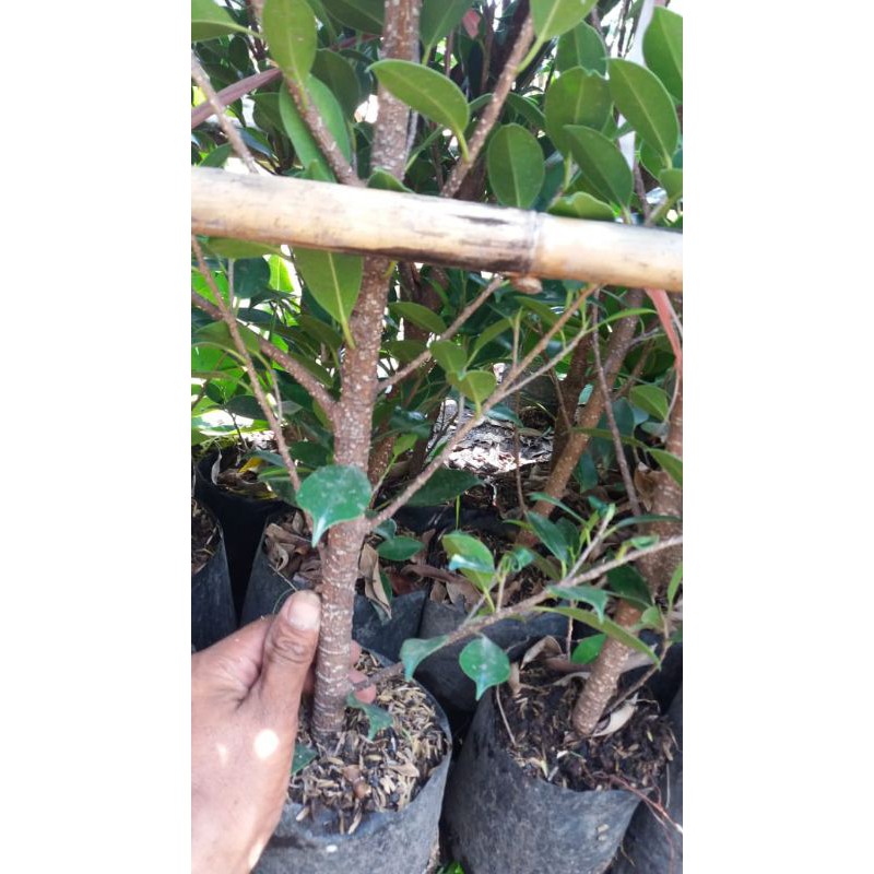 Kimeng Murah kimeng bibit bonsai Tinggi Sekitar 85cm sampai 1m