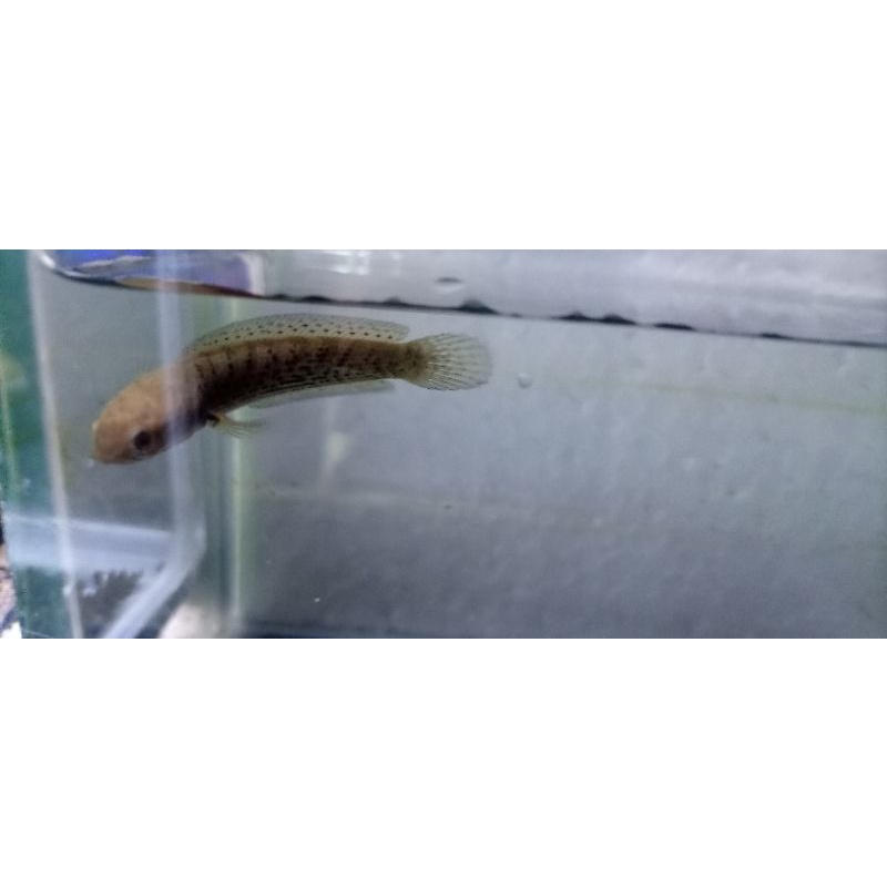 

CHANA STEWARTY8CM PULCHRA REMAJA10CM