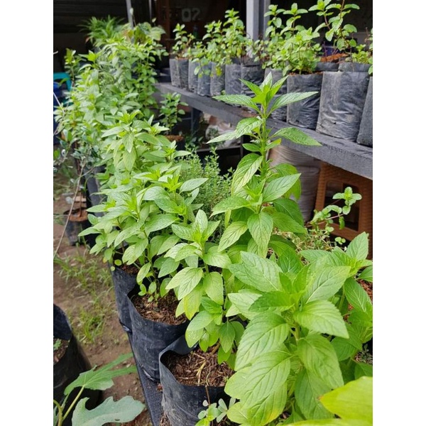 BIBIT TANAMAN MINT PAPERMINT