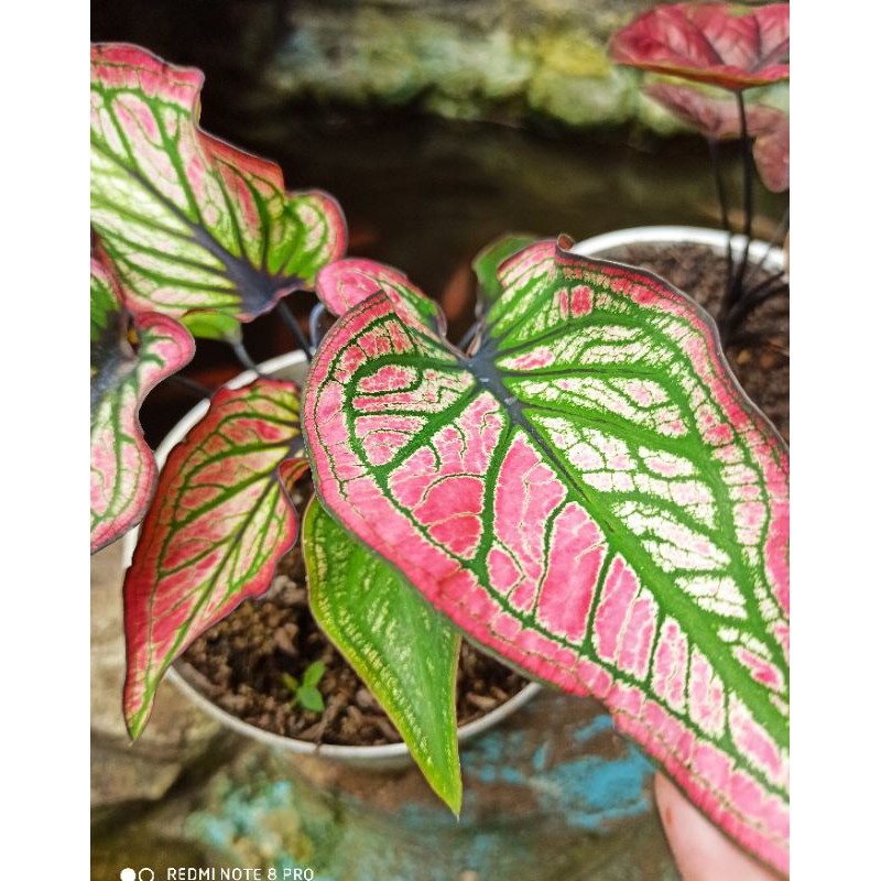 keladi gatot kaca / caladium