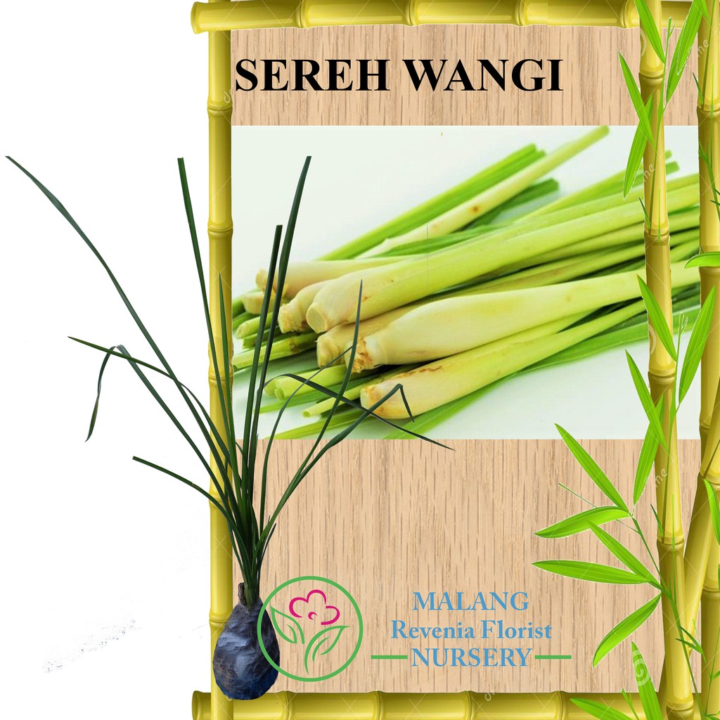 Tanaman Obat Sereh Wangi / Sereh Minyak