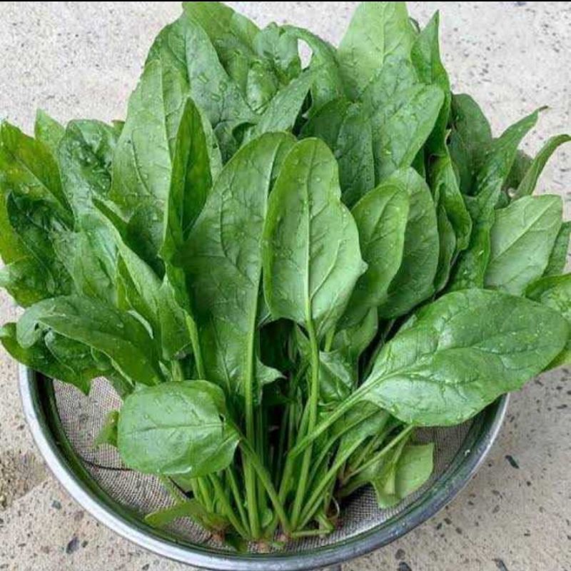 

pocai bayem jepang 250g
