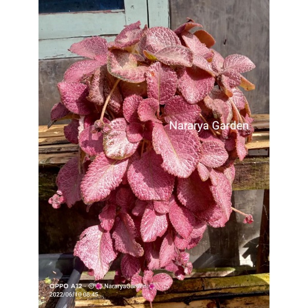 Episcia import Pink Flamingo