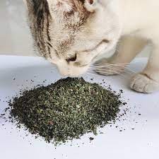 CAT MINT / CATNIP | Cemilan Kucing Menthol | Snack Kucing | Makanan Cat Kitten