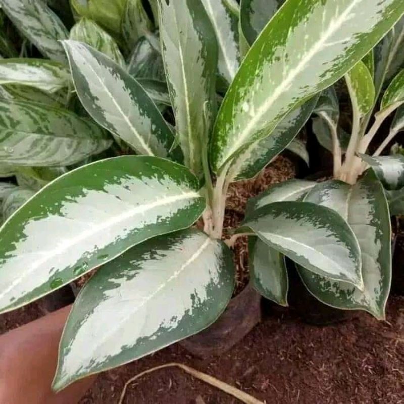 Aglonema Sri Rejeki Blanceng Susu Silver