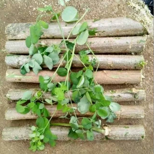 Bibit kelor. Stek kelor