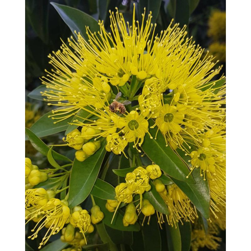 

bibit bunga Santos lemon dewasa