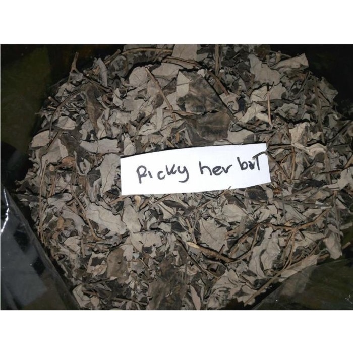 

Daun Legundi Asli Kering 500 gram (1/2 kg) Kwalitas bagus Herbal Alami