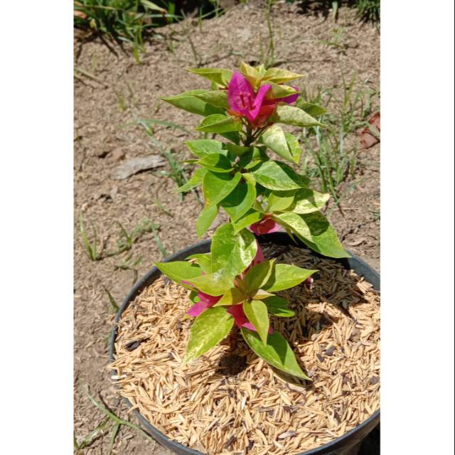 Tanaman hias Bougenville Singapore variegata / bahan bonsai