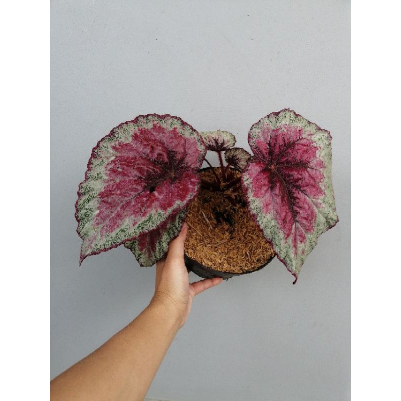 Tanaman Hias Begonia Karakas Jumbo