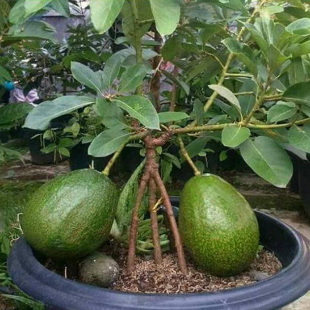 BIBIT ALPUKAT MENTEGA JUMBO KAKI 3 NEW