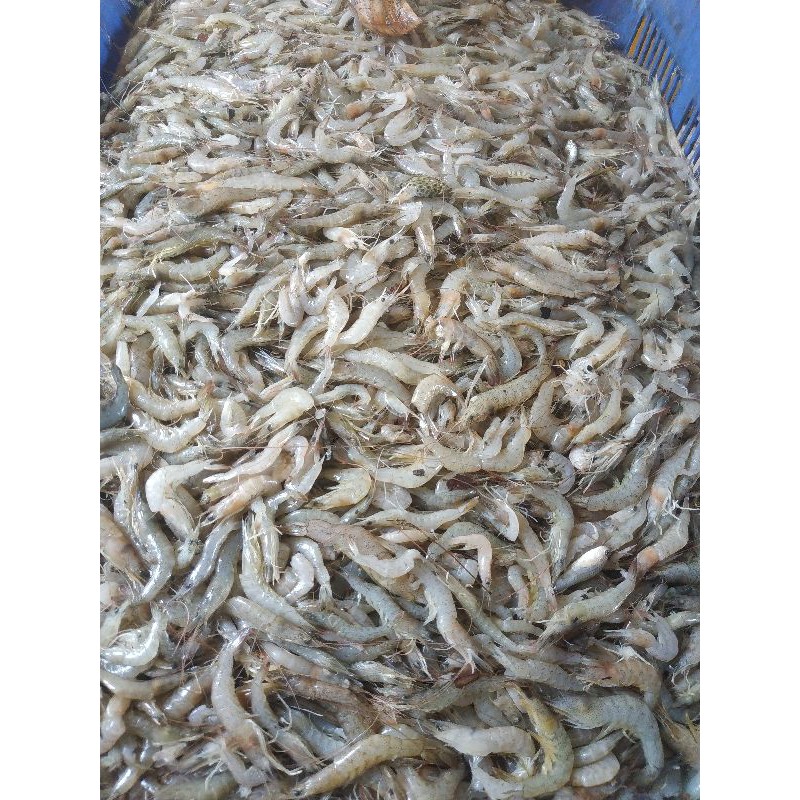 

udang api fresh 500gr
