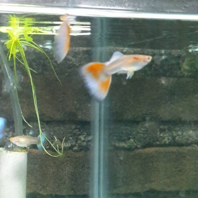 Ikan Guppy albino sky red