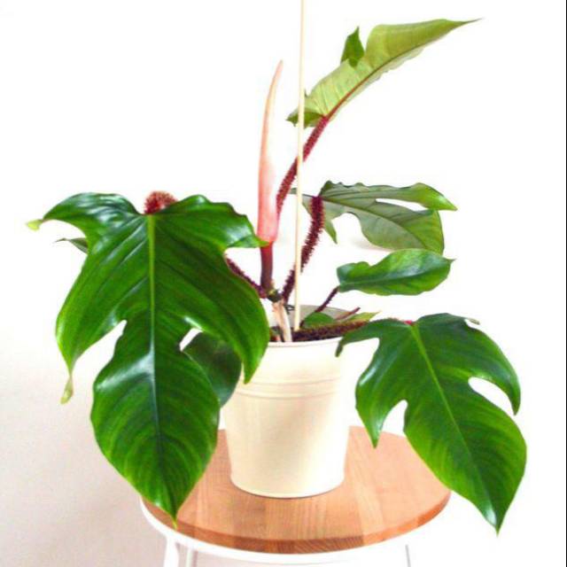 Philodendron Squamiferum Shopee Indonesia