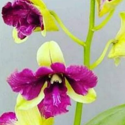 anggrek arindang trilips po