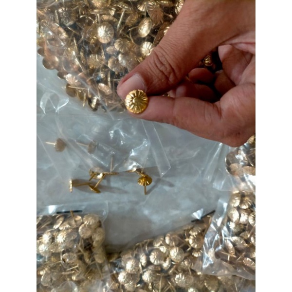 paku pines emas / paku pines kuning