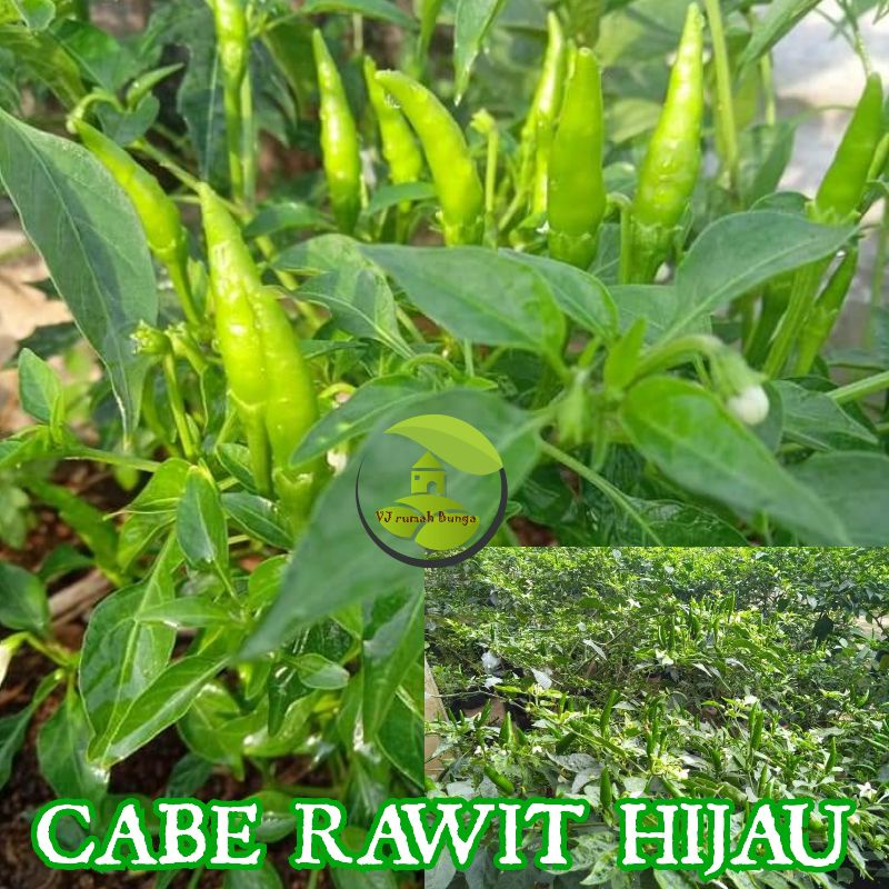 100 biji - Paket Benih Cabe Benih Bibit Cabai rawit cabe merah cabe hijau