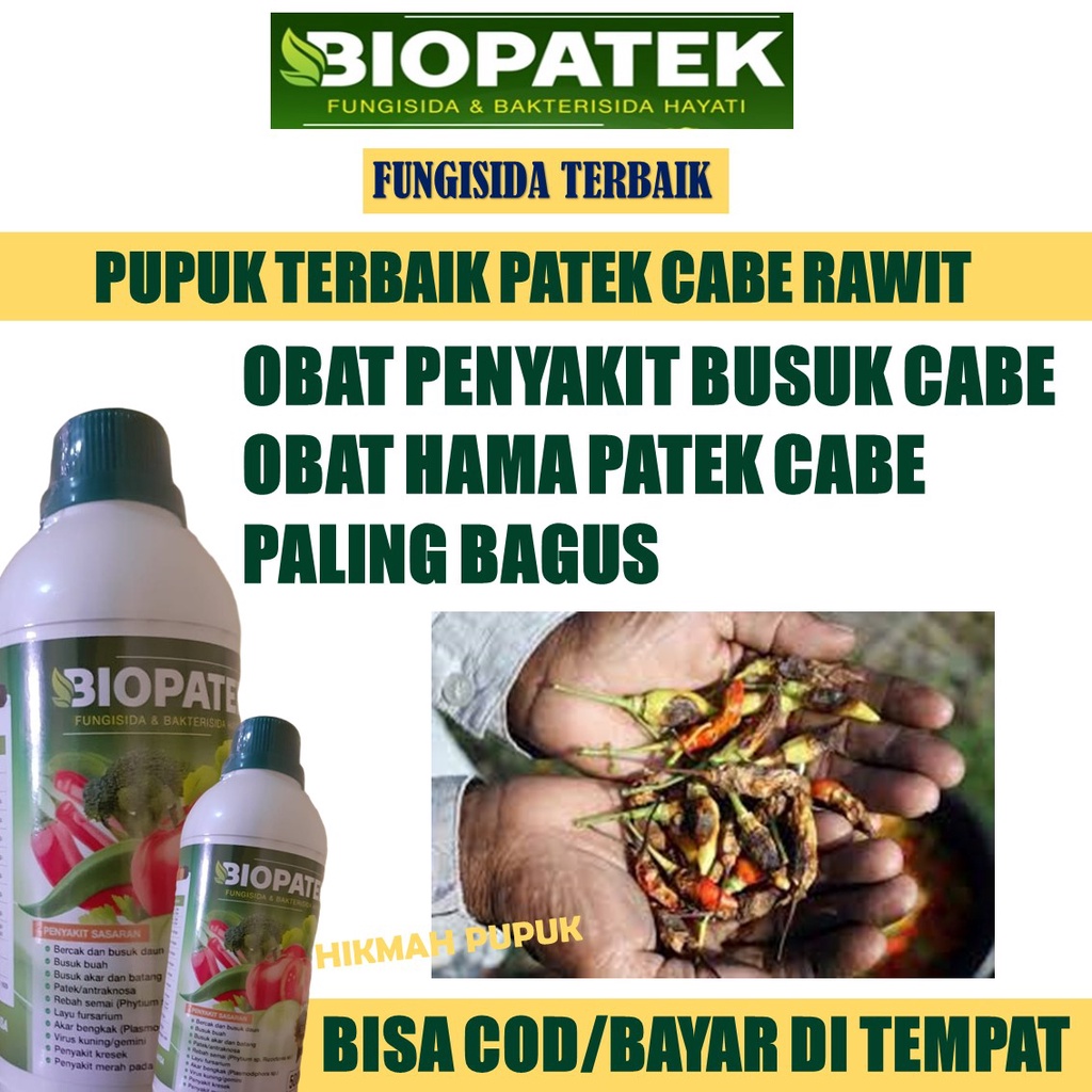 (PUPUK AJAIB BUSUK CABE) BIOPATEK MENGATASI BUSUK CABE PATEK CABE, Obat Buah Cabai Busuk Paling Bagu