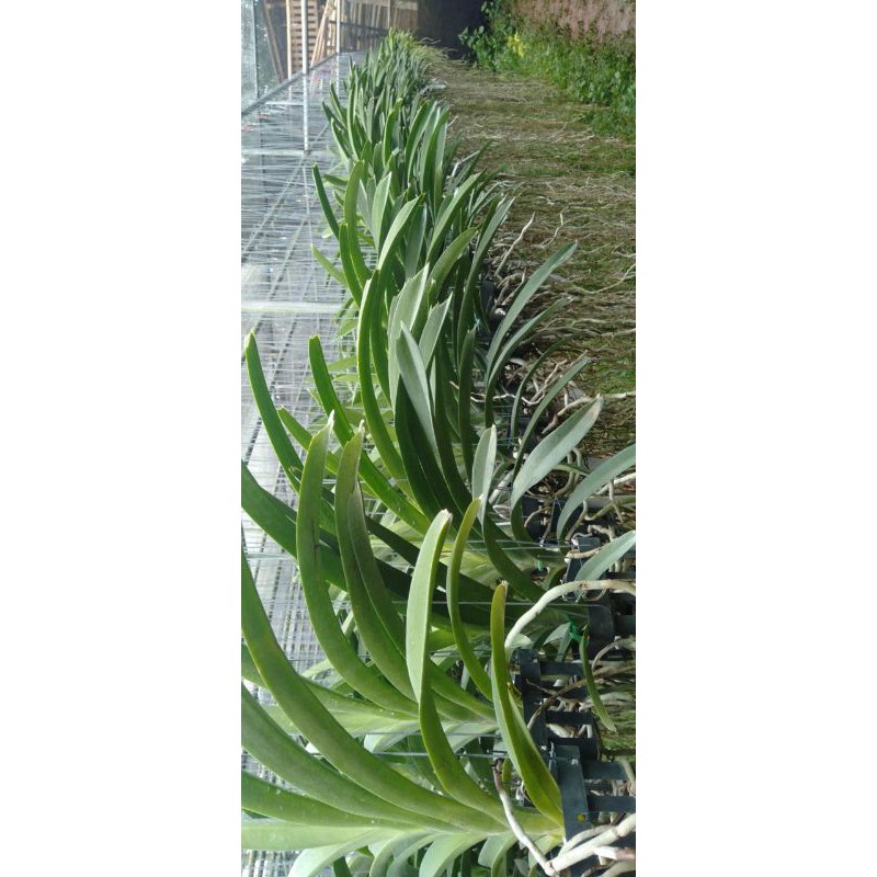 promo anggrek Vanda dewasa siap bunga