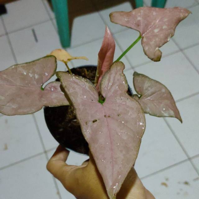 Tanaman Hias Singonium Flash Pink Shopee Indonesia