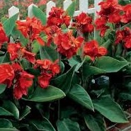 tanaman hias khana presiden-khana kuning-khana batik-pohon khana- khana presiden - bunga khana