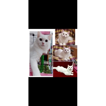 kucing persia white solid