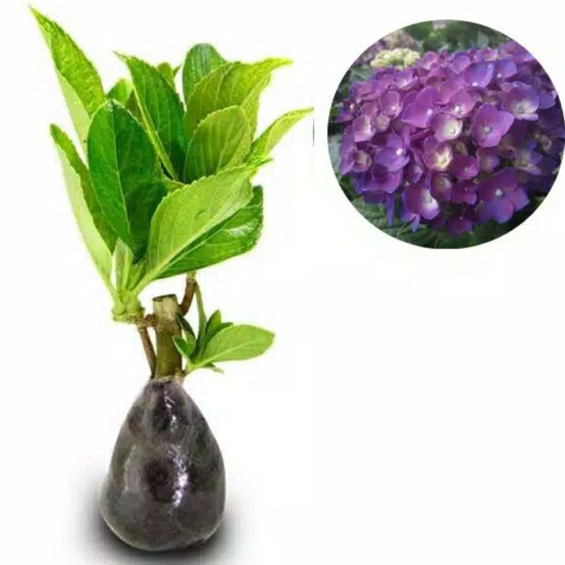 bibit tanaman hortensia remaja /hidrangea pancawarna-Ungu
