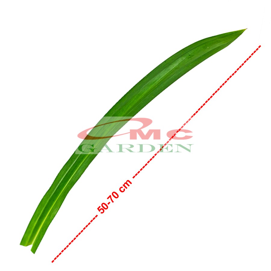 Daun Pandan Wangi Segar Pandanus Amaryllifolius 1 Helai