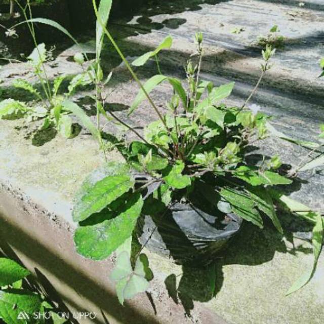 bibit tanaman herbal gempur batu