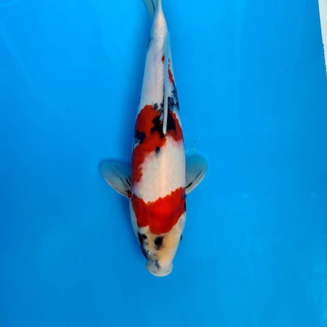 Koi Ikan Koi Import Showa Isa Jumbo Tosai 32 Butikuda165