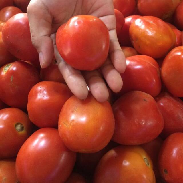 

Buah Tomat 1kg