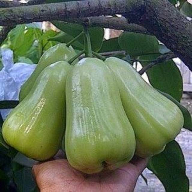 Tanaman Buah Jambu Air Madu Deli Hijau