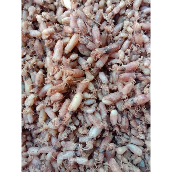 

baby cumi kering premium, grade A, baby cumi telur. bebas pengawet 100gr