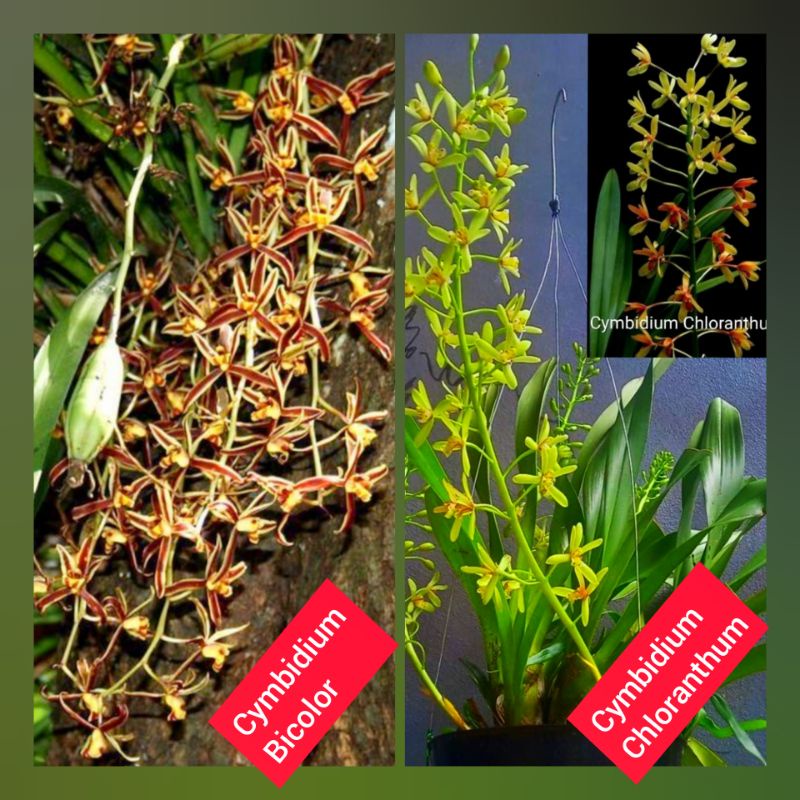 Anggrek Cymbidium Bicolor ; Cymbidium Chloranthum