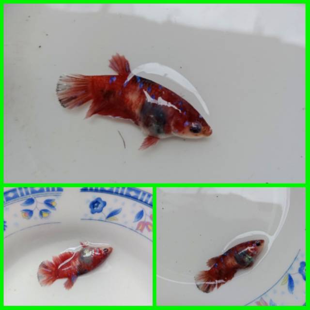 Cupang betina koi galaxy #3