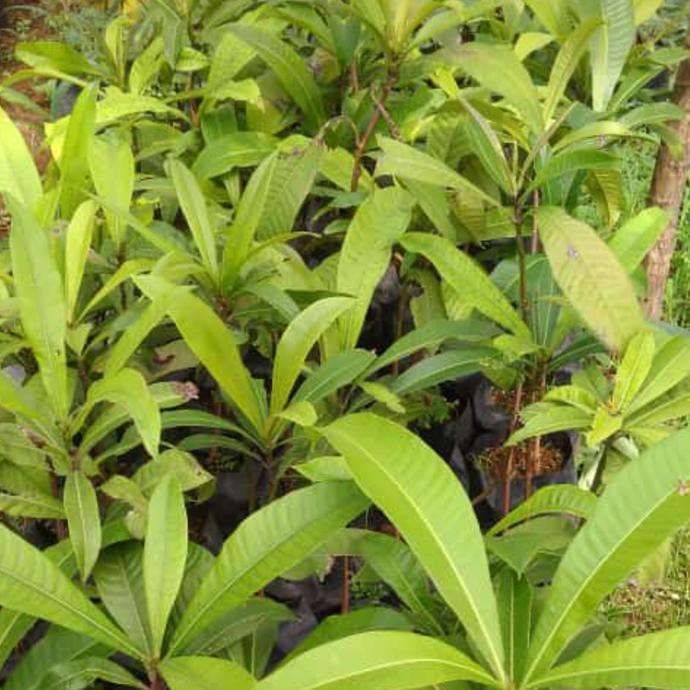 scpy bibit pohon kemang-pohon buah kemang buah langka