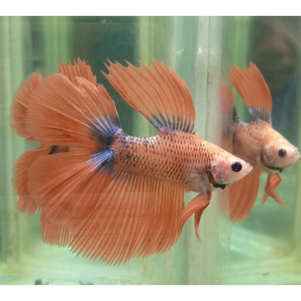 CUPANG UNIK HMDT MASCOT DORSAL UNIK 100% REALPICT (8UNIK1)