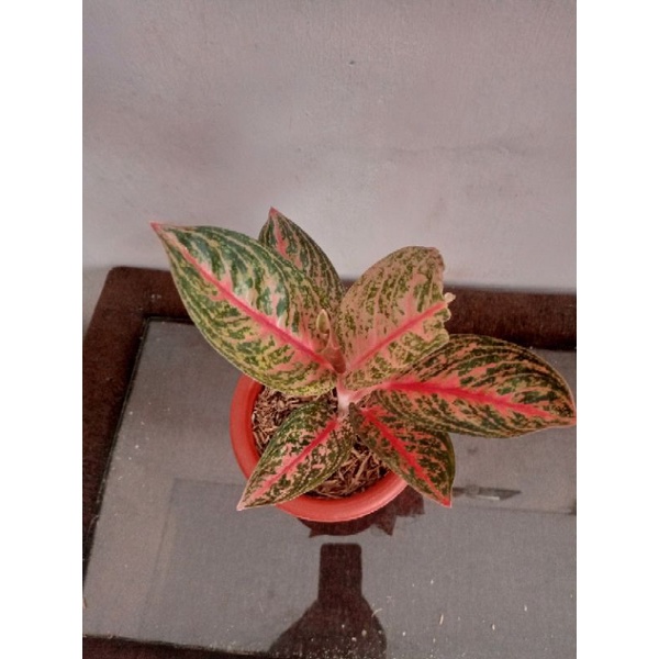 aglonema widuri lilin/merah
