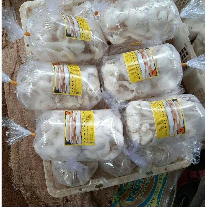 

Harga Pedagang !! Jamur Tiram Baby