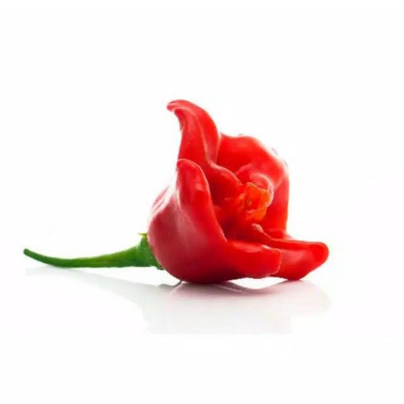 bibit benih cabe hias bishop crown / bunga mawar