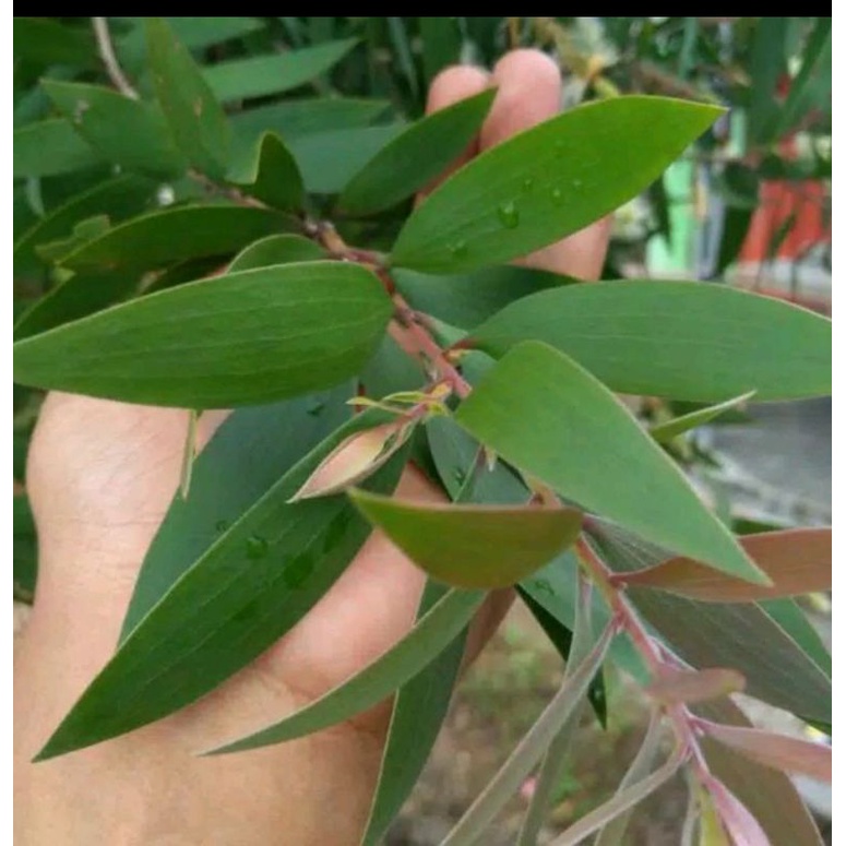 

ready Herbal daun kayu putih segar obat herbal