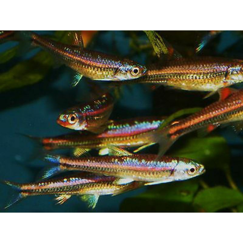 ( Bandung ) Ikan Rainbow Shiner/uda keluar warna