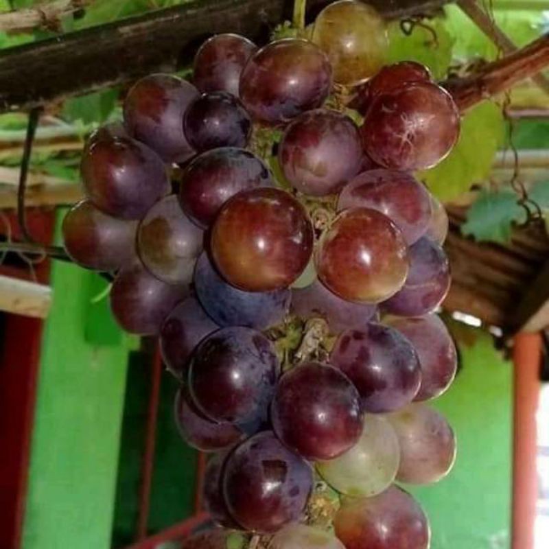 Bibit Tanaman Buah Anggur Import Caroline Manis